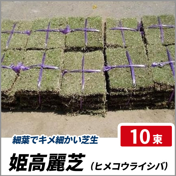 姫高麗芝 (ヒメコウライシバ) 10束セット 芝生 グランドカバー 高麗芝 