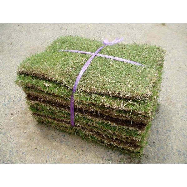 姫高麗芝 約36cm x 25 cm x 10枚 15束