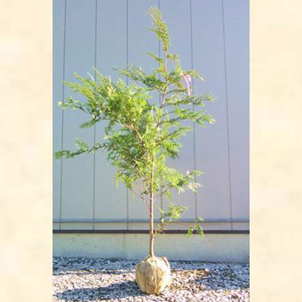 ヒノキ_単_h20_01