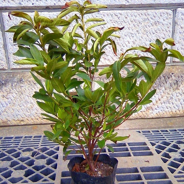 ヒラドツツジ_h03_01