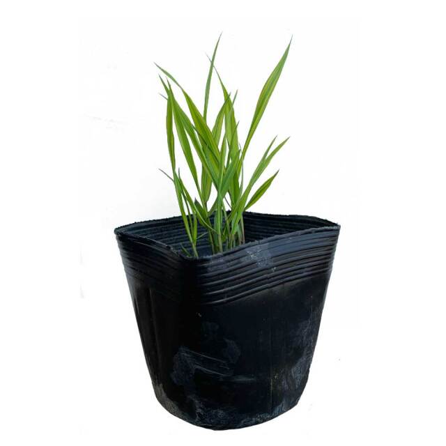 フイリ フウチソウ 20ポットセット ウラハグサ グランドカバー 多年草