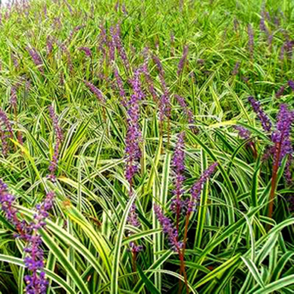 フイリヤブラン24ポットセット グランドカバー 常緑 多年草 日向 日陰 丈夫