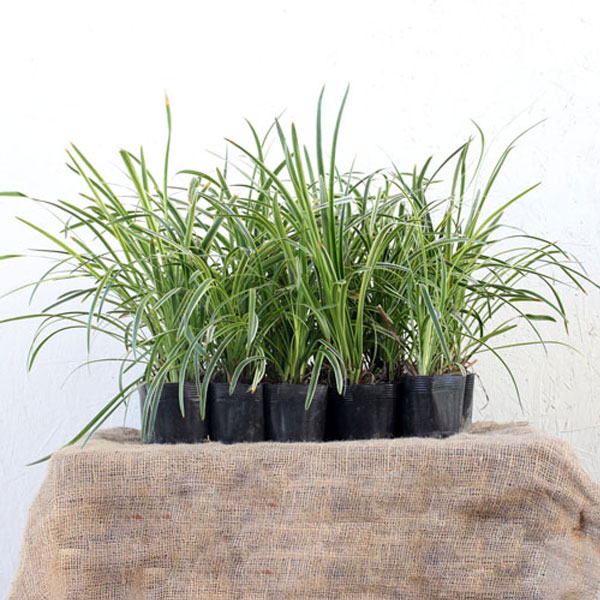 フイリヤブラン株分け苗　100芽　斑入りヤブラン苗 フイリヤブラン株分け苗 100芽 斑入りヤブラン苗 | グランド