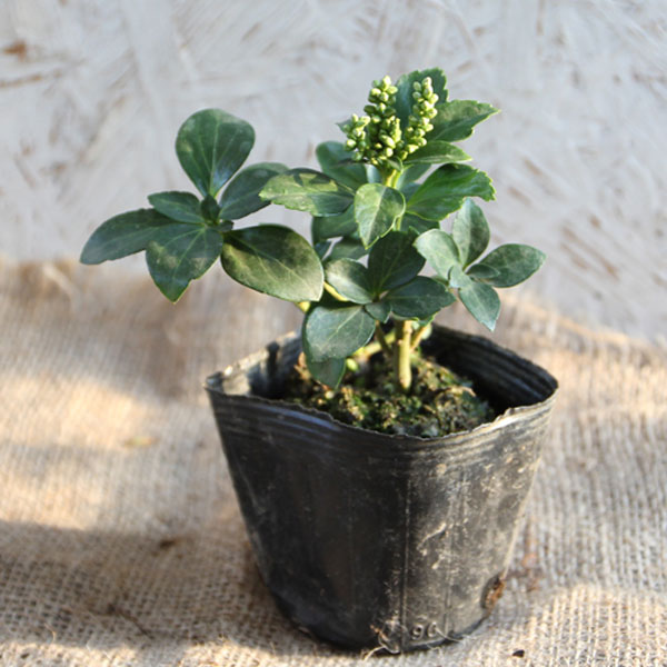 フッキソウ 24ポットセット 常緑 グランドカバー 下草