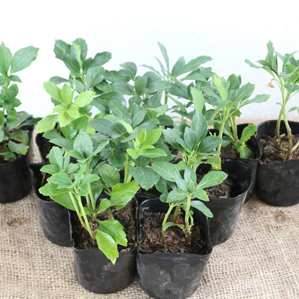 フッキソウ 24ポットセット 常緑 グランドカバー 下草