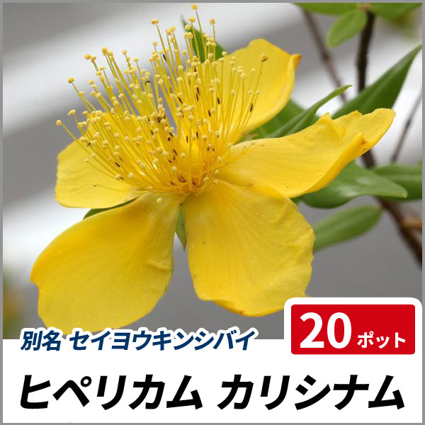 ヒペリカム カリシナム ポットセット 常緑 グランドカバー