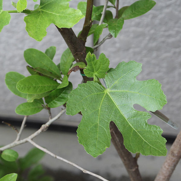 イチジク ドーフィン 樹高80m前後 3本セット