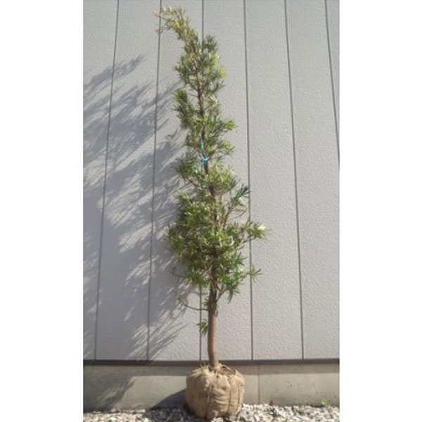 イヌマキ 樹高1.8～2.0m前後 (根鉢含まず)