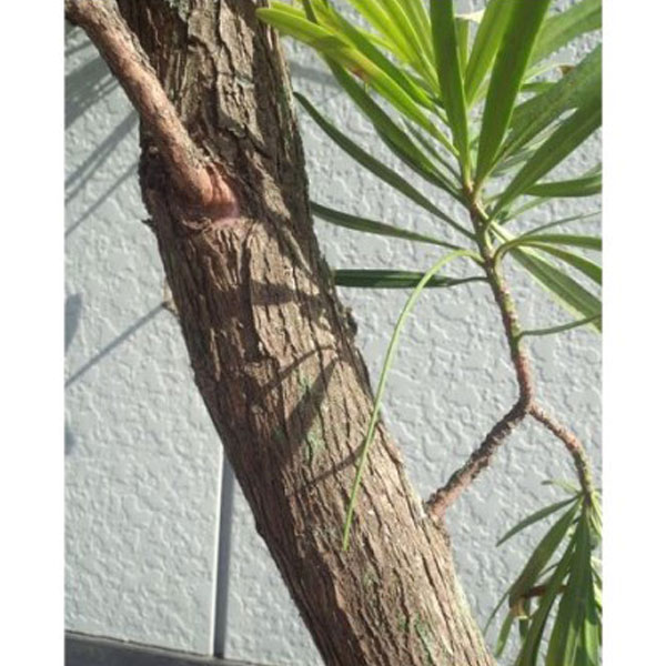 イヌマキ 樹高1.8～2.0m前後 (根鉢含まず)