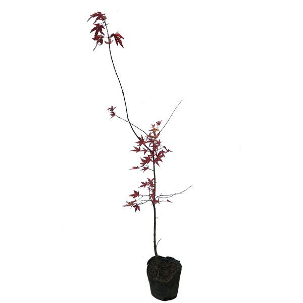 イロハモミジ 樹高50cm前後 10本セット