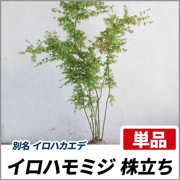 イロハモミジ/大株/株立ち【品番3069】 素早い