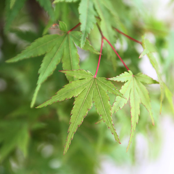 イロハモミジ_株_h20_02