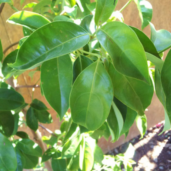 常緑ヤマボウシ ホンコンエンシス 「月光」 単木 樹高1.8～2.0m前後