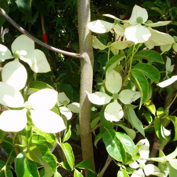 常緑ヤマボウシ ホンコンエンシス 「月光」 単木 樹高1.8～2.0m前後