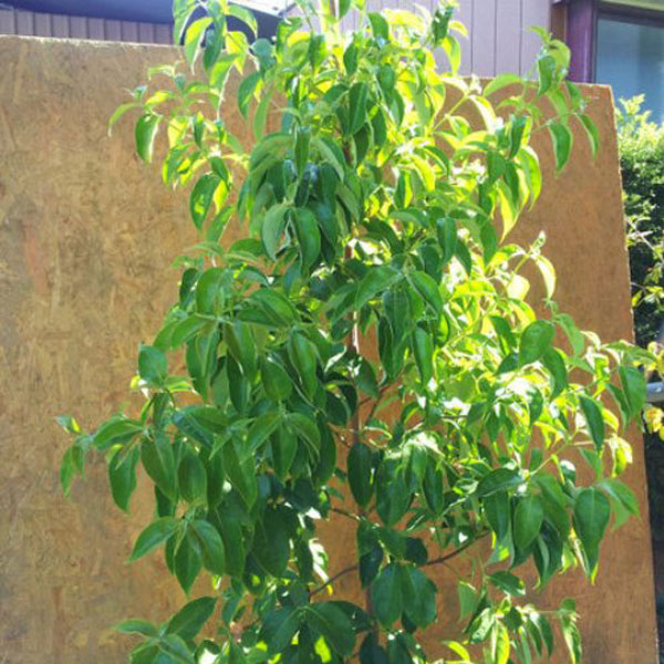 常緑ヤマボウシ_月光_株立ち_h20_02