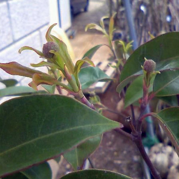 常緑ヤマボウシ_月光_株立ち_h20_04