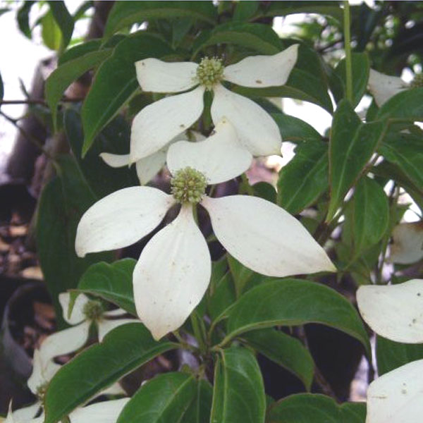 常緑ヤマボウシ_月光_株立ち_h20_07