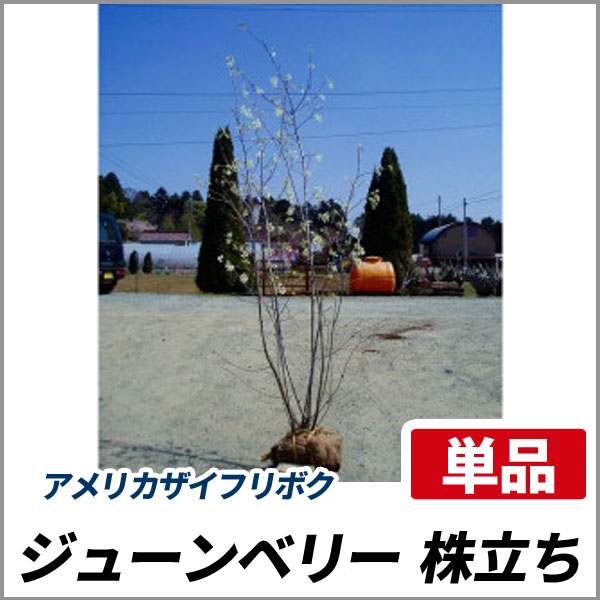 ジューンベリー 株立ち 樹高1 8 2 0m前後 根鉢含まず