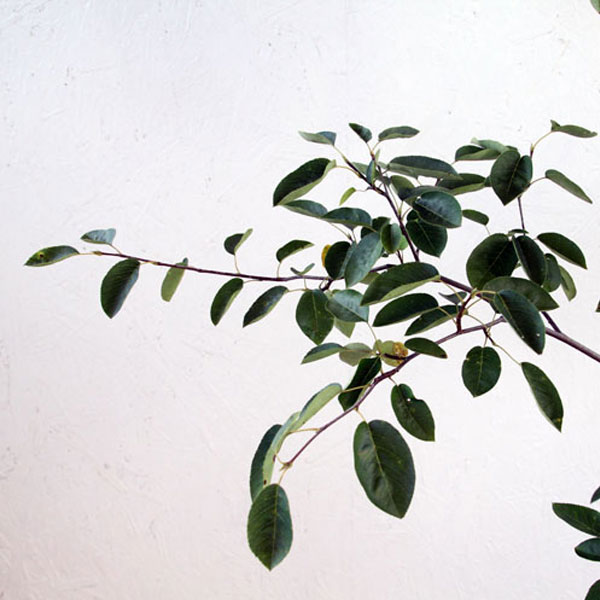 ジューンベリー_株_h20_02