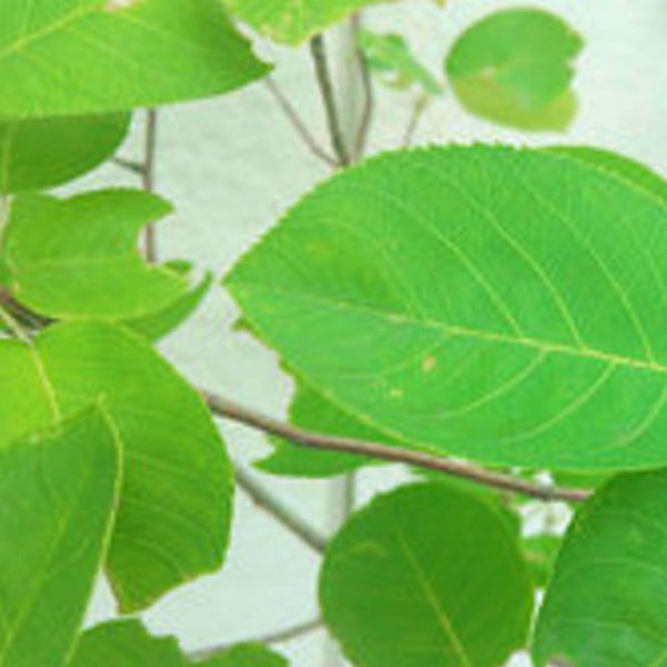 ジューンベリー_株_h20_03