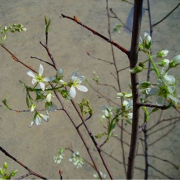 ジューンベリー_株_h20_04