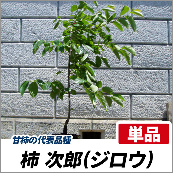柿 次郎 樹高1.8～2.0m前後 (根鉢含まず)