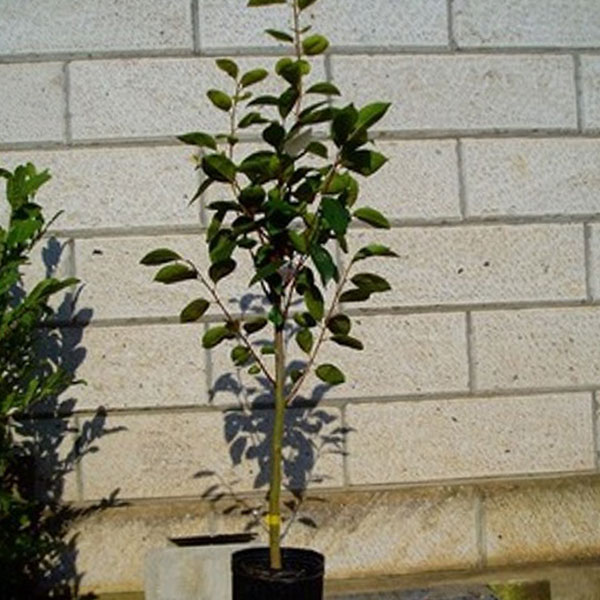 カキ_ジロウ_h20_02