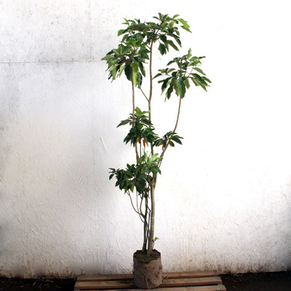 カクレミノ 樹高1.8～2.0m前後 (根鉢含まず) カクレミノ 7本株立ち 約