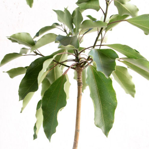 カクレミノ株立1.3M(鉢底から)品番D カクレミノ 株立ち