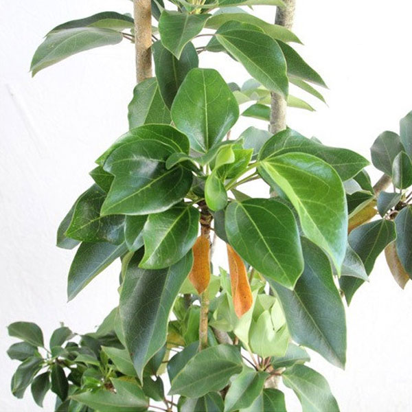 カクレミノ 樹高1.8～2.0m前後 (根鉢含まず)