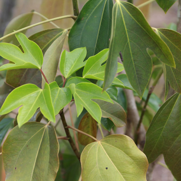 カクレミノ 樹高1.8～2.0m前後 (根鉢含まず)