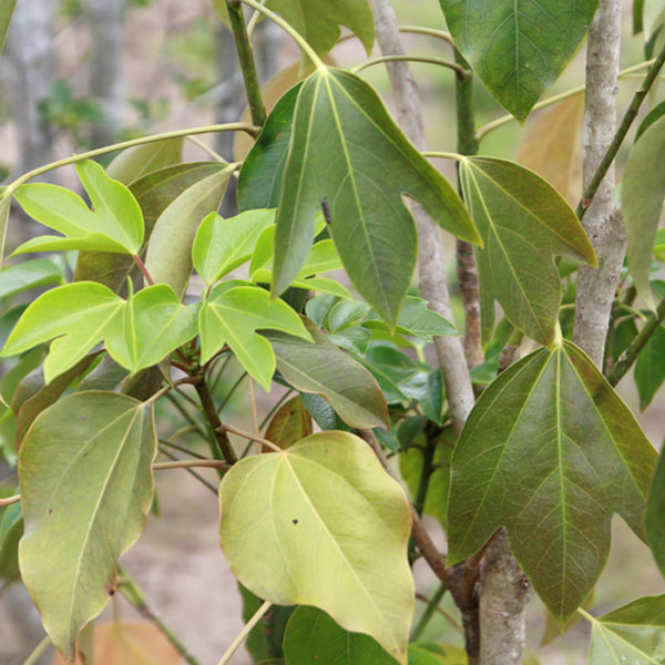 カクレミノ 樹高1.8～2.0m前後 (根鉢含まず)