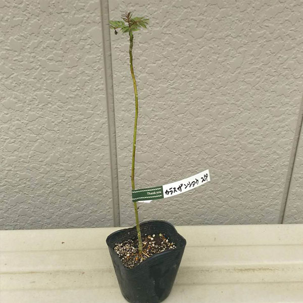 カラスザンショウ_h02_01