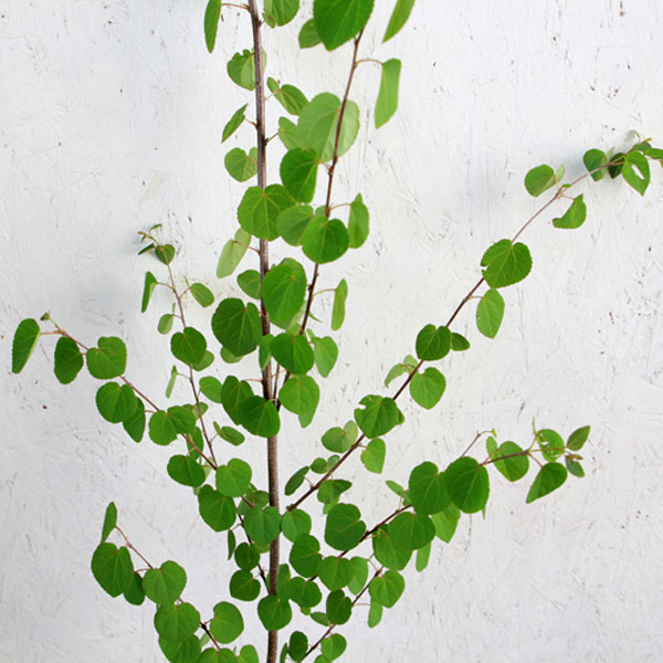 カツラ 単木 樹高1 8 2 0m前後 根鉢含まず