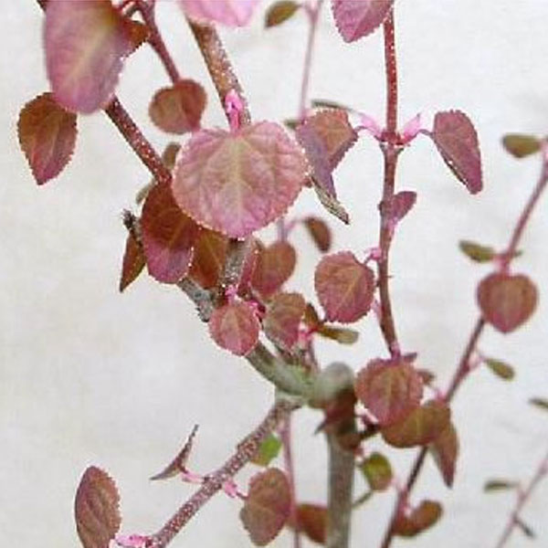 Plantation - カツラバシカメラ Compacta Ilex | Spring Meadow - wholesale liners - Spring
