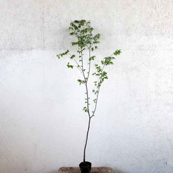 ケヤキ 単木 樹高1.8～2.0m前後 (根鉢含まず)