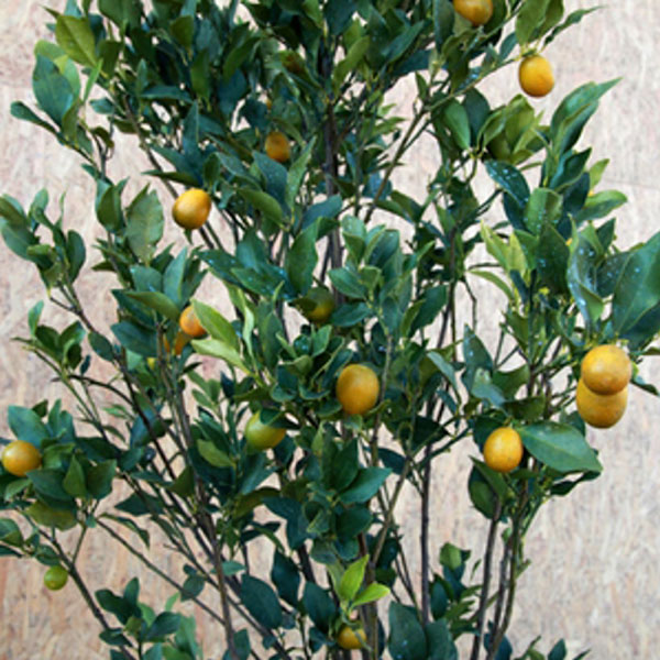 キンカン (品種指定不可) 単木 樹高1.3m前後 (根鉢含まず)