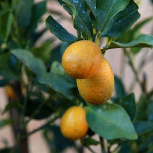 キンカン (品種指定不可) 単木 樹高1.3m前後 (根鉢含まず)