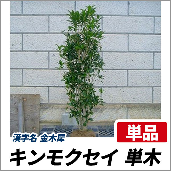 アオダモ　約：220cm　と　金木犀　約：140cm　まとめ売り Amazon.co.jp: 特選庭木：金木犀（キンモクセイ）* 樹高：約160cm