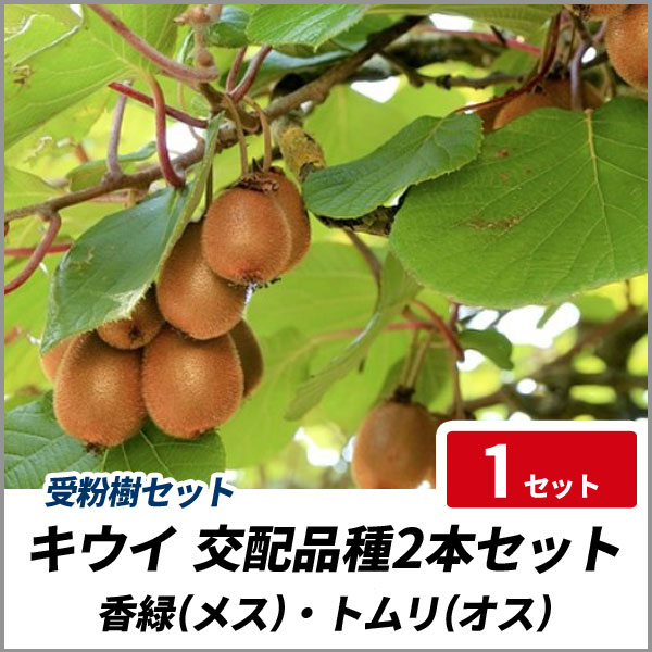 キウイ花粉 令和7年5月18日産トムリ製精花粉3グラム キウイ花粉 令和7