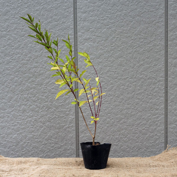 コムラサキ_h03_01