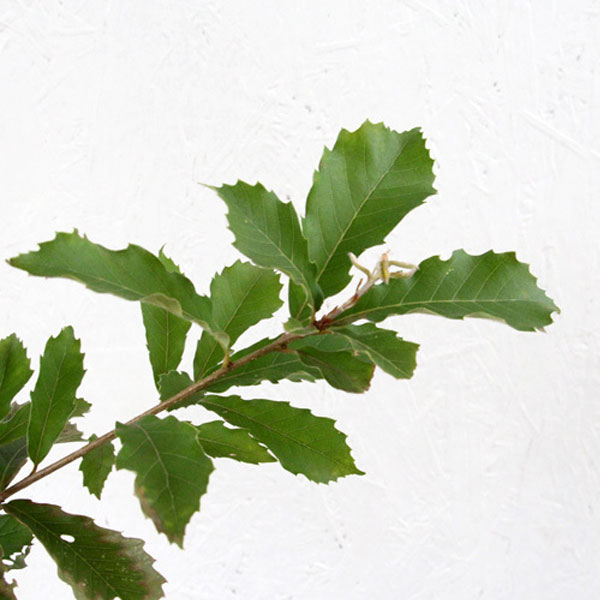 コナラ 樹高1.0～1.2m前後 10本セット