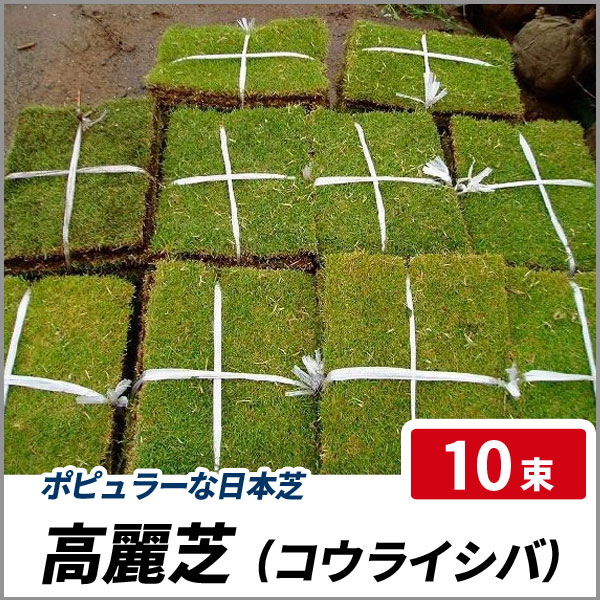 高麗芝 コウライシバ 24ポットセット グランドカバー 日本芝 夏芝