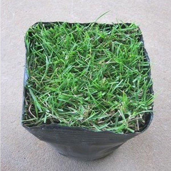 高麗芝ポット_024_02