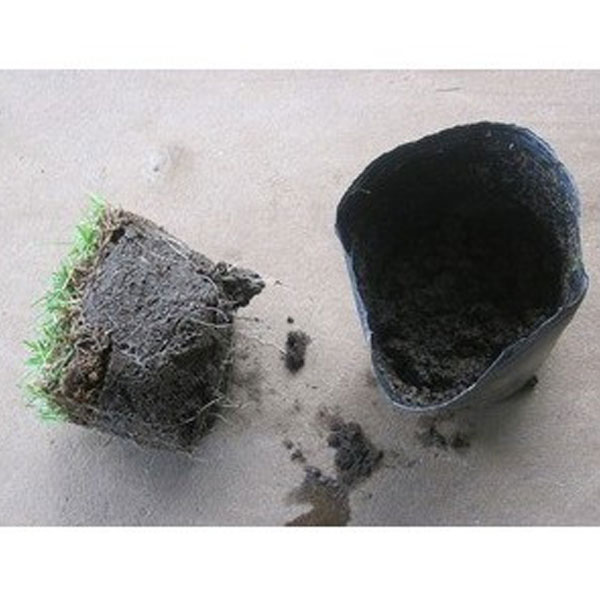 高麗芝ポット_024_03