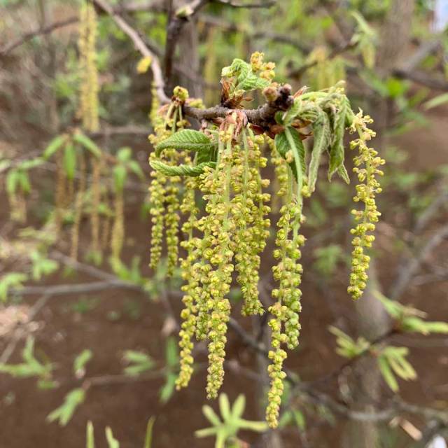 木灰　(クヌギ) 楽天市場】クヌギ 単木 1.7m 露地 苗木 : トオヤマグリーン