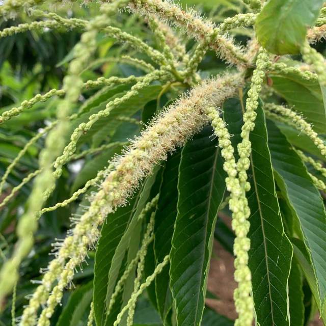 クリ_花_開花