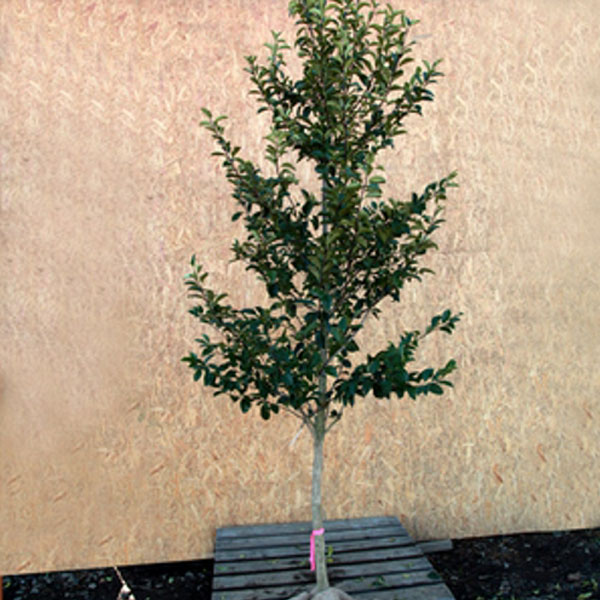 クロガネモチ_h20_03