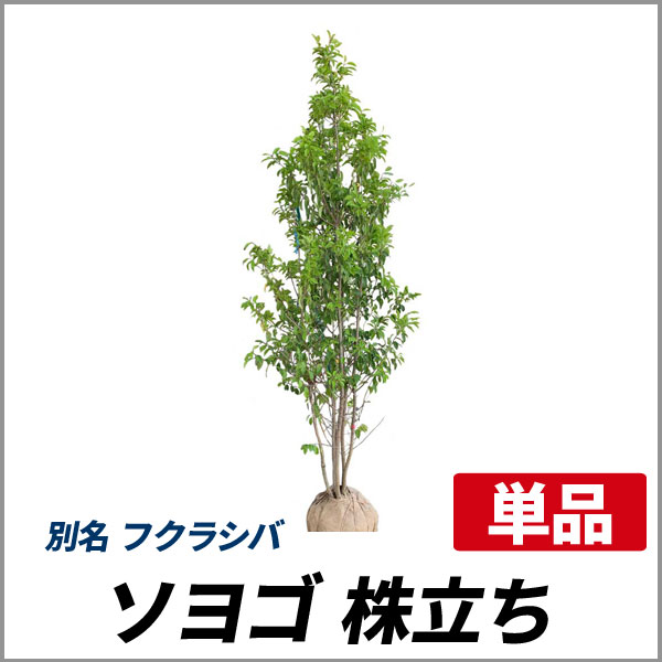 ソヨゴ 株立ち 樹高1 8 2 0m前後 根鉢含まず
