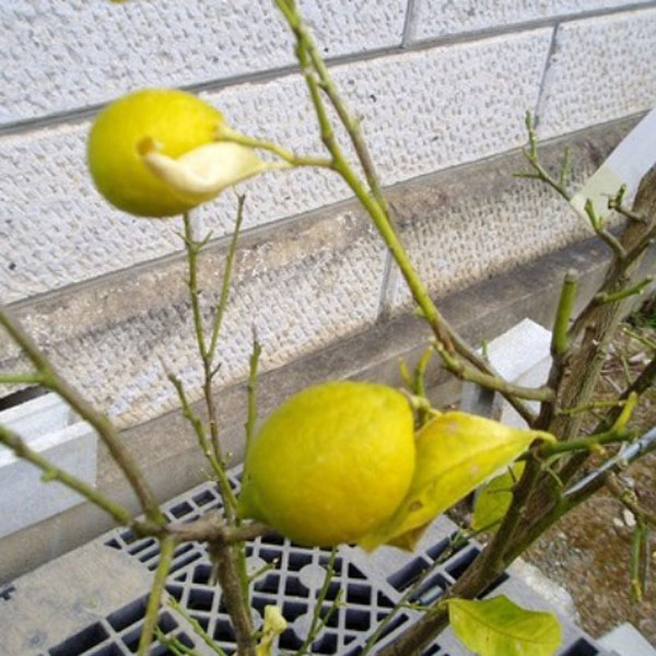 レモン 品種指定不可 単木 樹高1 2m前後 根鉢含まず